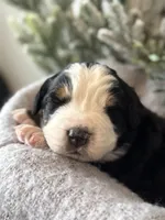 processed/6f6be528-bad3-4779-9281-b3e441da7b6e/listing/2c4bea59-b3e0-4016-ab41-b015a089edc4/143d3807-9d90-42ad-bd71-f47c428e734c