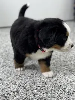 Astrid, a female Bernese Mountain Dog for sale in Liberty Center, IN – Photo 5 of 10