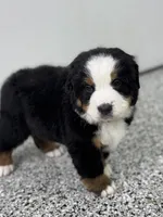 Astrid, a female Bernese Mountain Dog for sale in Liberty Center, IN – Photo 1 of 10