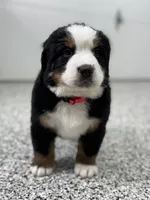 Astrid, a female Bernese Mountain Dog for sale in Liberty Center, IN – Photo 3 of 10