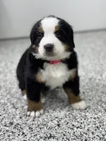 Astrid, a female Bernese Mountain Dog for sale in Liberty Center, IN – Photo 4 of 10