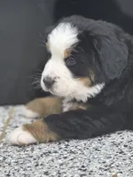 Astrid, a female Bernese Mountain Dog for sale in Liberty Center, IN – Photo 2 of 10