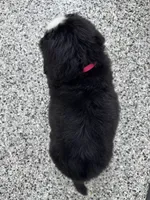 Astrid, a female Bernese Mountain Dog for sale in Liberty Center, IN – Photo 7 of 10