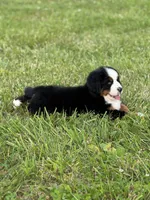 Cupcake, a female Bernese Mountain Dog for sale in Liberty Center, IN – 3 of 10