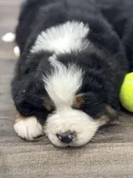 Apollo, a male Bernese Mountain Dog for sale in Liberty Center, IN – Photo 1 of 10