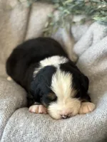 Apollo, a male Bernese Mountain Dog for sale in Liberty Center, IN – Photo 8 of 10