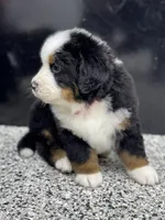 Apollo, a male Bernese Mountain Dog for sale in Liberty Center, IN – Photo 6 of 10
