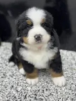 Apollo, a male Bernese Mountain Dog for sale in Liberty Center, IN – Photo 3 of 10