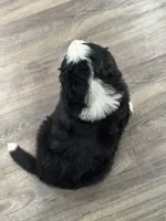 Apollo, a male Bernese Mountain Dog for sale in Liberty Center, IN – Photo 7 of 10