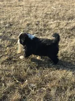 Apollo, a male Bernese Mountain Dog for sale in Liberty Center, IN – Photo 5 of 10