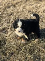 Apollo, a male Bernese Mountain Dog for sale in Liberty Center, IN – Photo 4 of 10