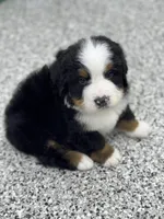 Apollo, a male Bernese Mountain Dog for sale in Liberty Center, IN – Photo 2 of 10