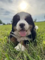 Cooper, a male Bernese Mountain Dog for sale in Liberty Center, IN – 2 of 10