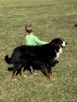 Baylee, a female Bernese Mountain Dog for sale in Liberty Center, IN – Photo 10 of 10