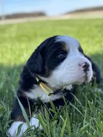 Baylee, a female Bernese Mountain Dog for sale in Liberty Center, IN – Photo 4 of 10