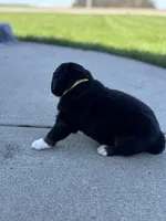 Baylee, a female Bernese Mountain Dog for sale in Liberty Center, IN – Photo 5 of 10