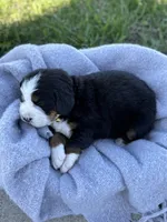 Baylee, a female Bernese Mountain Dog for sale in Liberty Center, IN – Photo 7 of 10