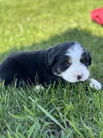 Baylee, a female Bernese Mountain Dog for sale in Liberty Center, IN – Photo 6 of 10