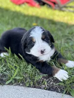 Baylee, a female Bernese Mountain Dog for sale in Liberty Center, IN – Photo 2 of 10