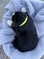 Baylee, a female Bernese Mountain Dog for sale in Liberty Center, IN – Photo 8 of 10
