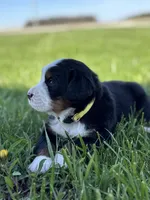 Baylee, a female Bernese Mountain Dog for sale in Liberty Center, IN – Photo 3 of 10