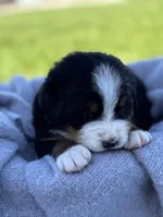 Bingo, a female Bernese Mountain Dog for sale in Liberty Center, IN – Photo 5 of 10