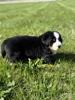 Bingo, a female Bernese Mountain Dog for sale in Liberty Center, IN – Photo 7 of 10