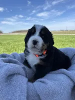 Bingo, a female Bernese Mountain Dog for sale in Liberty Center, IN – Photo 3 of 10