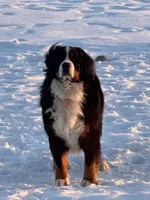 Bingo, a female Bernese Mountain Dog for sale in Liberty Center, IN – Photo 9 of 10
