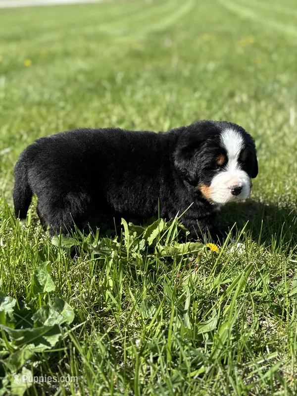 Bingo – Bernese Mountain Dog puppy for sale in Liberty Center, IN
