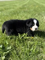 Bingo, a female Bernese Mountain Dog for sale in Liberty Center, IN – Photo 1 of 10