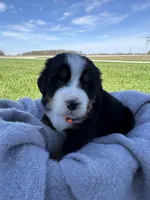 Bingo, a female Bernese Mountain Dog for sale in Liberty Center, IN – Photo 2 of 10