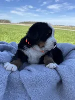 Bingo, a female Bernese Mountain Dog for sale in Liberty Center, IN – Photo 4 of 10