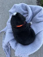 Bingo, a female Bernese Mountain Dog for sale in Liberty Center, IN – Photo 8 of 10