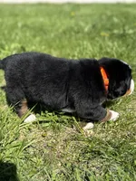 Bingo, a female Bernese Mountain Dog for sale in Liberty Center, IN – Photo 6 of 10