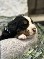 processed/6f6be528-bad3-4779-9281-b3e441da7b6e/listing/44263db8-0f1d-46e3-882b-d16dd188dd8a/5d85d15a-b222-402b-ad50-53c629d611f4