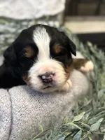 processed/6f6be528-bad3-4779-9281-b3e441da7b6e/listing/44263db8-0f1d-46e3-882b-d16dd188dd8a/bfc561fa-5b78-448b-81df-efb4f55d18f0