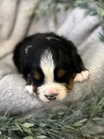 processed/6f6be528-bad3-4779-9281-b3e441da7b6e/listing/44263db8-0f1d-46e3-882b-d16dd188dd8a/f83e8b21-3001-4f95-8e1c-c0543dfa6b85