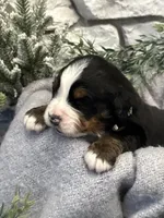 processed/6f6be528-bad3-4779-9281-b3e441da7b6e/listing/44263db8-0f1d-46e3-882b-d16dd188dd8a/fa6ab1d9-ec92-4b50-b0b1-ce8e51a43fc9