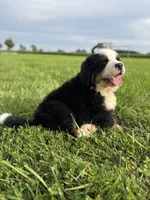 Cooper, a male Bernese Mountain Dog for sale in Liberty Center, IN – 4 of 10