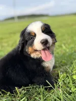 Clyde, a male Bernese Mountain Dog for sale in Liberty Center, IN – 3 of 10