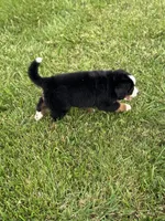 Cupcake, a female Bernese Mountain Dog for sale in Liberty Center, IN – 7 of 10