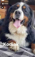 Cupcake, a female Bernese Mountain Dog for sale in Liberty Center, IN – 8 of 10
