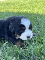 Bluey, a female Bernese Mountain Dog for sale in Liberty Center, IN – Photo 8 of 10