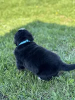 Bluey, a female Bernese Mountain Dog for sale in Liberty Center, IN – Photo 6 of 10