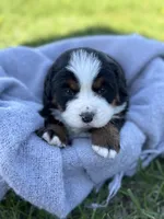 Bluey, a female Bernese Mountain Dog for sale in Liberty Center, IN – Photo 4 of 10