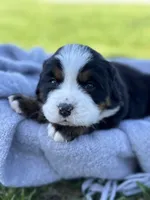 Bluey, a female Bernese Mountain Dog for sale in Liberty Center, IN – Photo 3 of 10