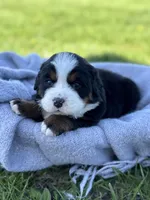 Bluey, a female Bernese Mountain Dog for sale in Liberty Center, IN – Photo 1 of 10