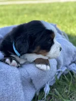 Bluey, a female Bernese Mountain Dog for sale in Liberty Center, IN – Photo 2 of 10