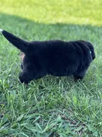 Bluey, a female Bernese Mountain Dog for sale in Liberty Center, IN – Photo 7 of 10